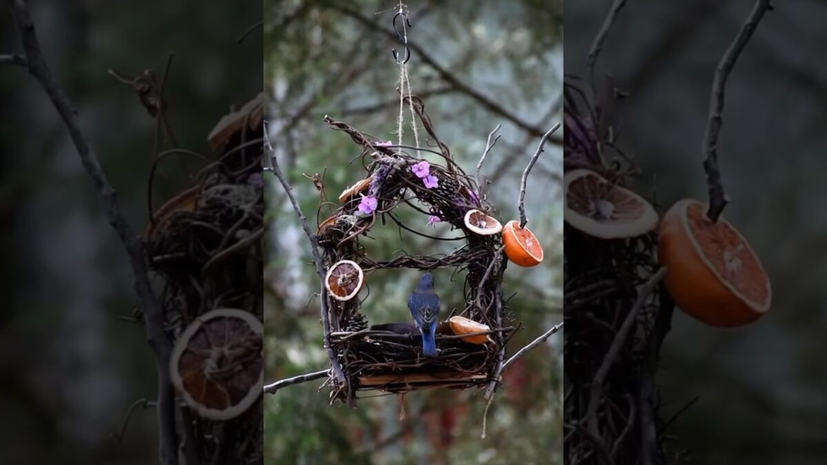 Their little house feeder 🏡#birds #nature #asmr #shorts #wildlife #backyard