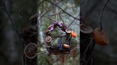 Their little house feeder 🏡#birds #nature #asmr #shorts #wildlife #backyard