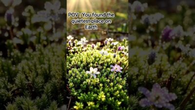 Volume up for nature ASMR 🌿 Loop it if you need to relax.  #shorts #asmr #nature #relaxing #ai