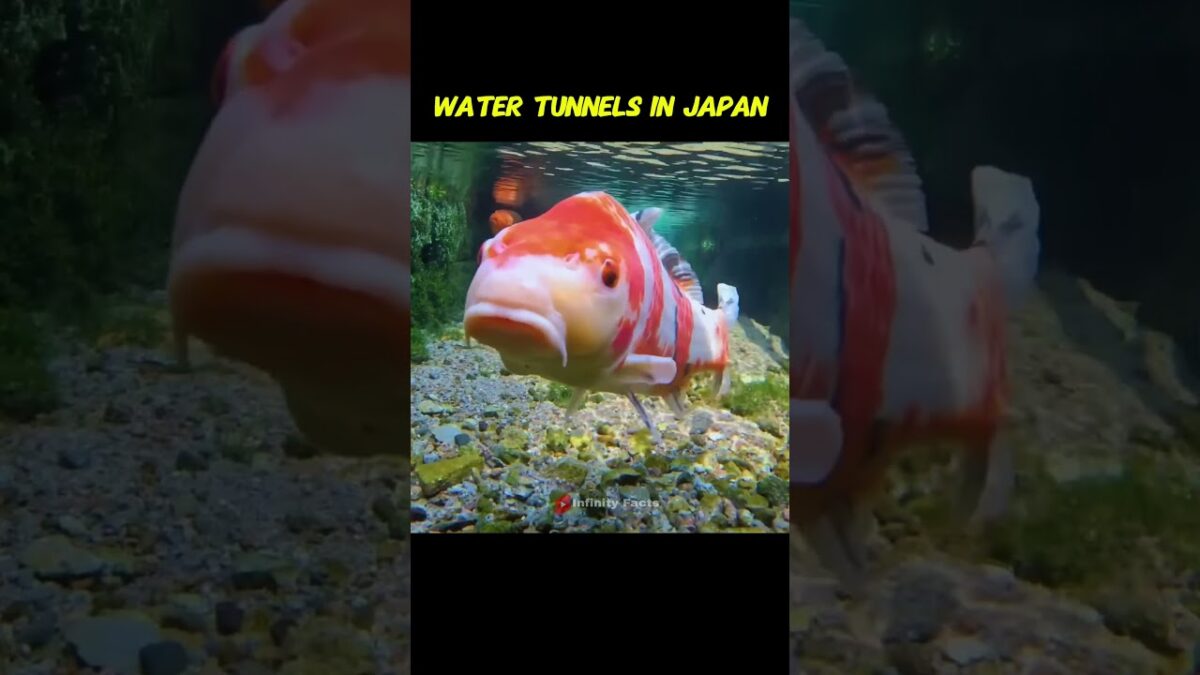 🐠Walking Through Japan’s Underwater Fish Tunnel!…. 😱#shorts