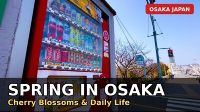 Walking Video | Cherry Blossom Season Walk in Osaka, Japan 🌸