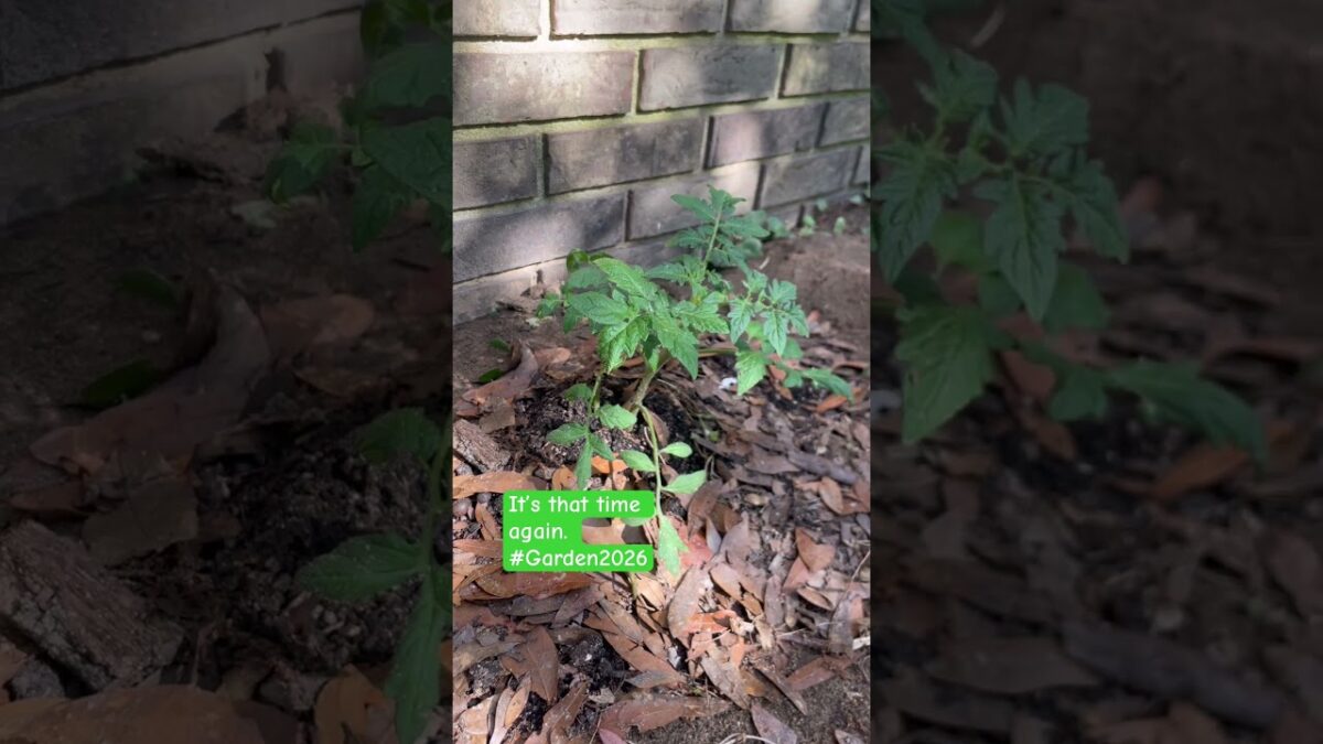 What’s in your garden? #gardeningtips