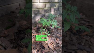 What’s in your garden? #gardeningtips