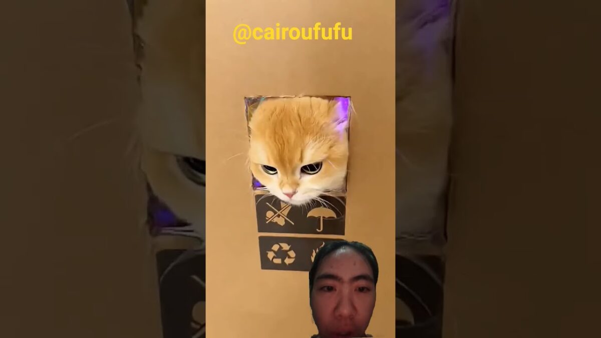 ada apa d dalam kardus⁉️⁉️@cairoufufu#shortvideo #shorts #funny