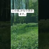 #リラックス #眠る #癒し #睡眠bgm #5分で寝れる #環境音 #寝落ち音楽 #深い眠り #森林浴