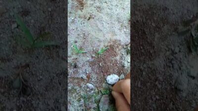 #cleaning #grass #nature #asmr