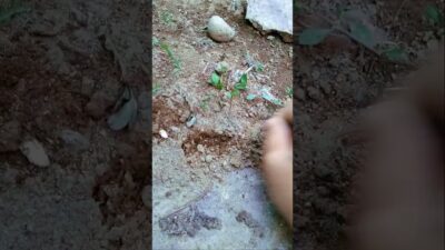 #grass #cleaning #nature #asmr