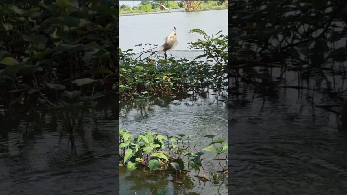 mancing hari minggu #fishing #mamcingliar #mancingmania #nature #asmr #angler #nature #riverfishing