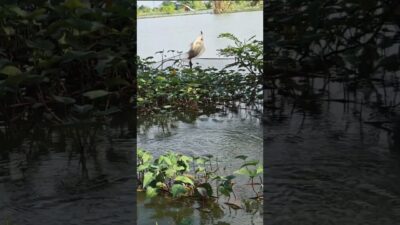 mancing hari minggu #fishing #mamcingliar #mancingmania #nature #asmr #angler #nature #riverfishing