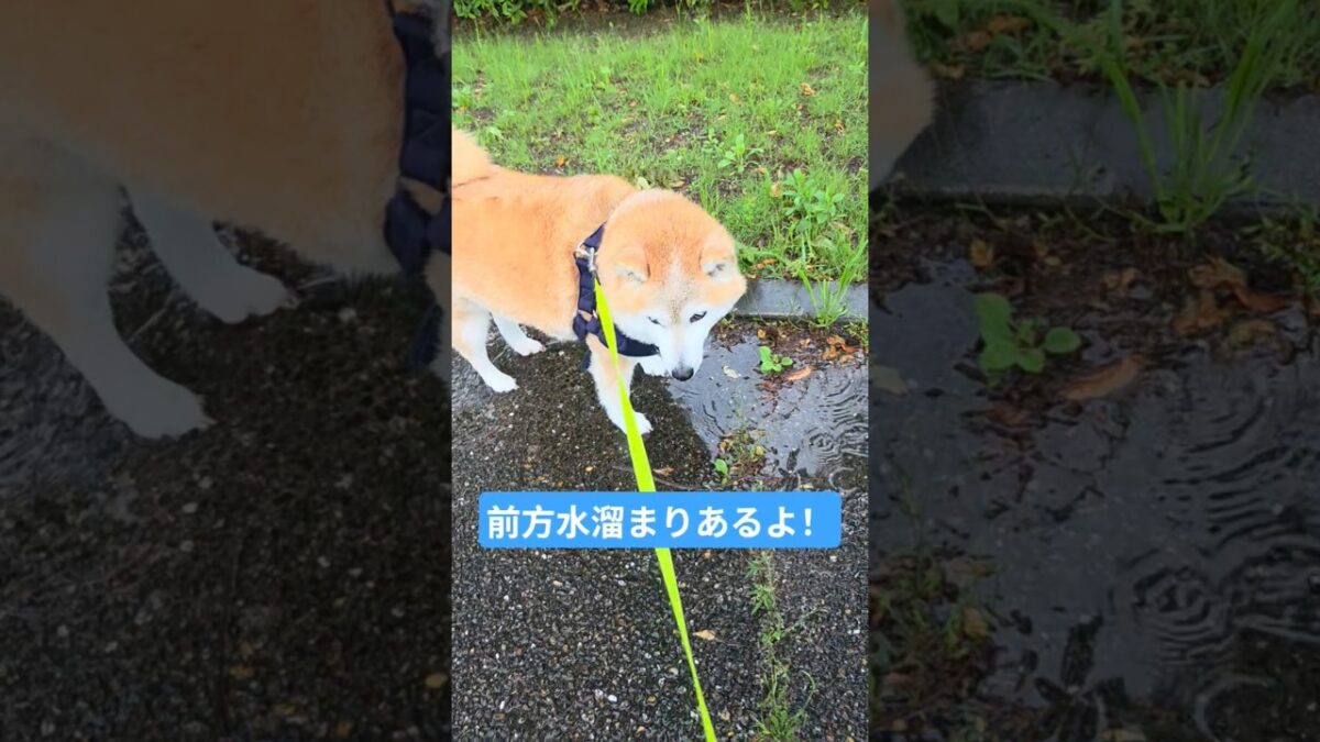 雨の日も散歩できてお利口さんな犬 #柴犬 #shibainu #shorts