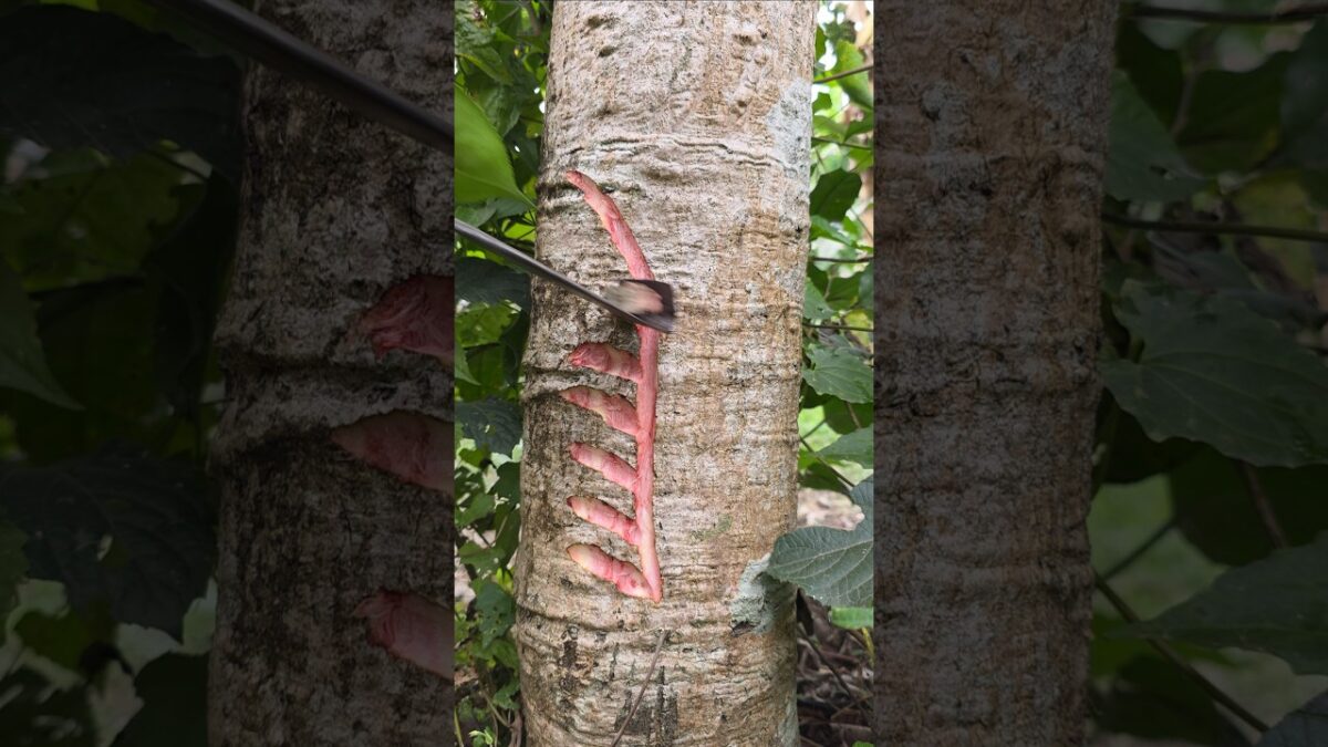 tree craft👀😱(Ep-85) #shorts #satisfying #nature #craft #asmr