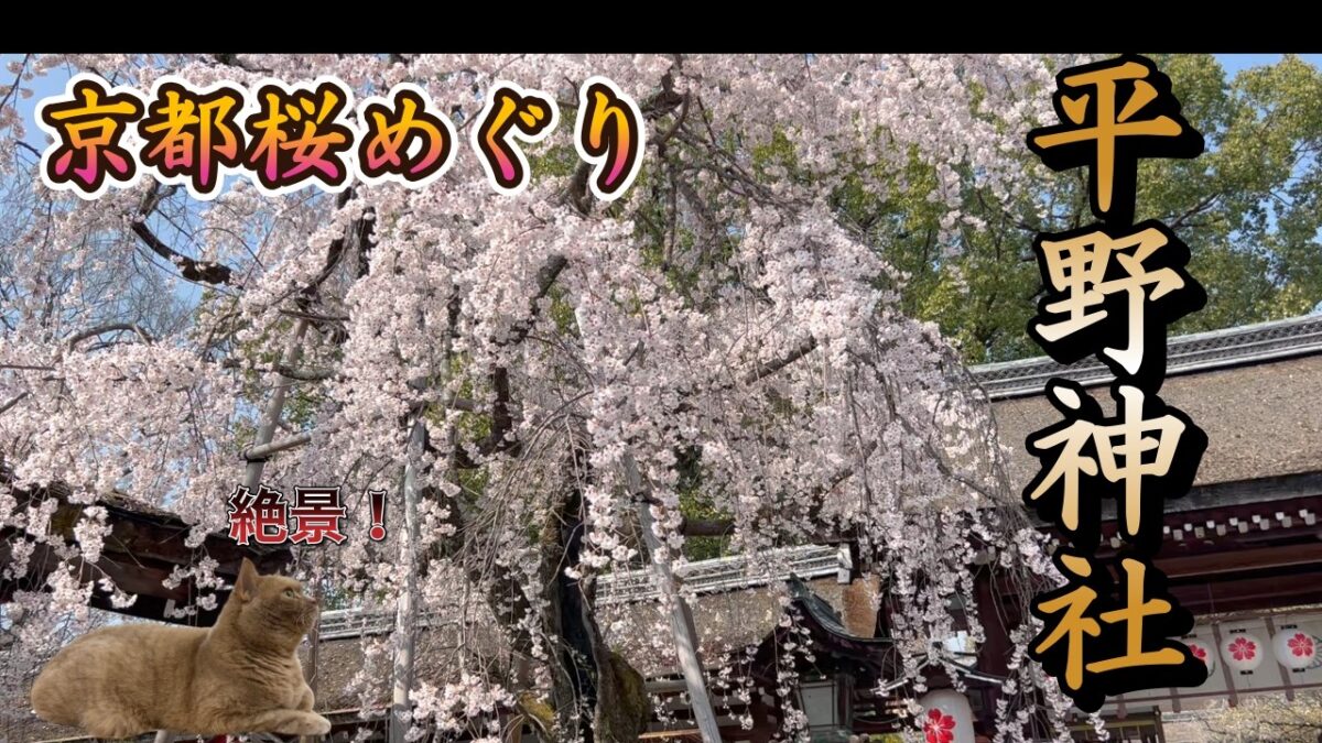 【京都桜めぐり　平野神社】