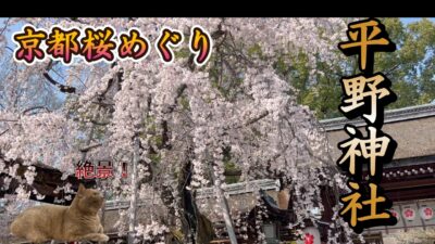 【京都桜めぐり　平野神社】