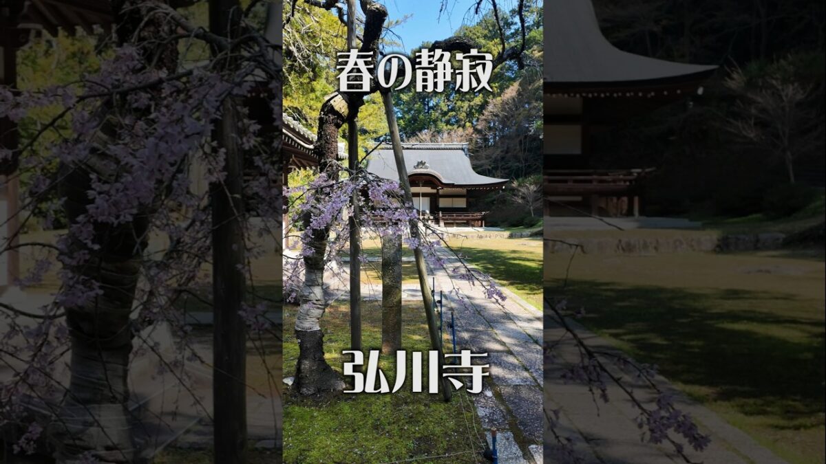 【春の静寂】弘川寺（大阪・河南町）｜桜に包まれる古刹