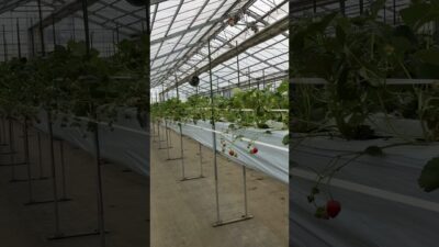 🍓のビニールハウス内での雨音☔