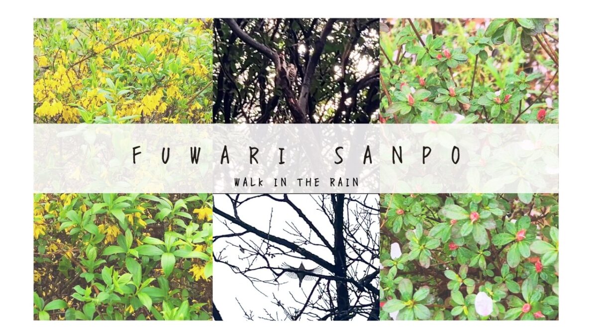 雨の日散歩｜雨音に癒される【お家で楽しむ季節のお便り】