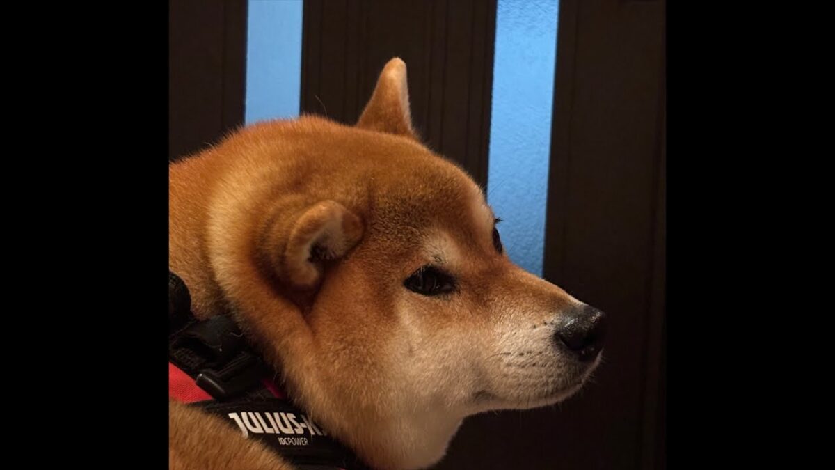 雨の中…柴犬さんぽ