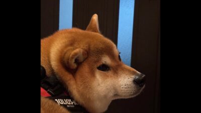 雨の中…柴犬さんぽ