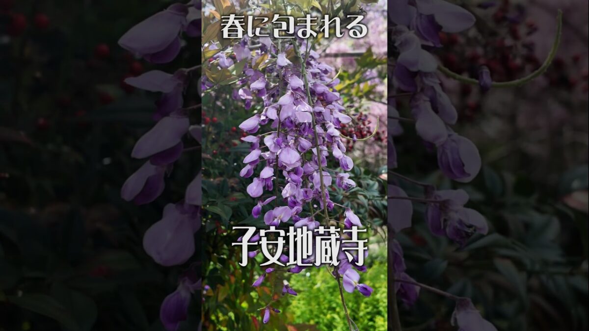【春に包まれる古刹】子安地蔵寺（和歌山・橋本市）｜藤の花が彩る静寂の境内