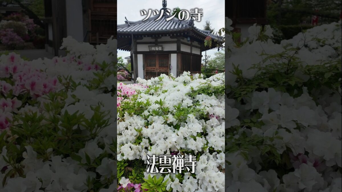 【ツツジに包まれる】法雲禅寺（大阪・堺市）｜静寂と癒やしの花寺