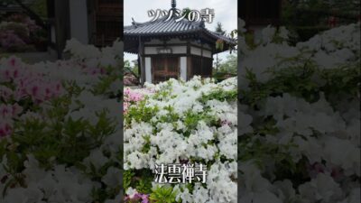 【ツツジに包まれる】法雲禅寺（大阪・堺市）｜静寂と癒やしの花寺