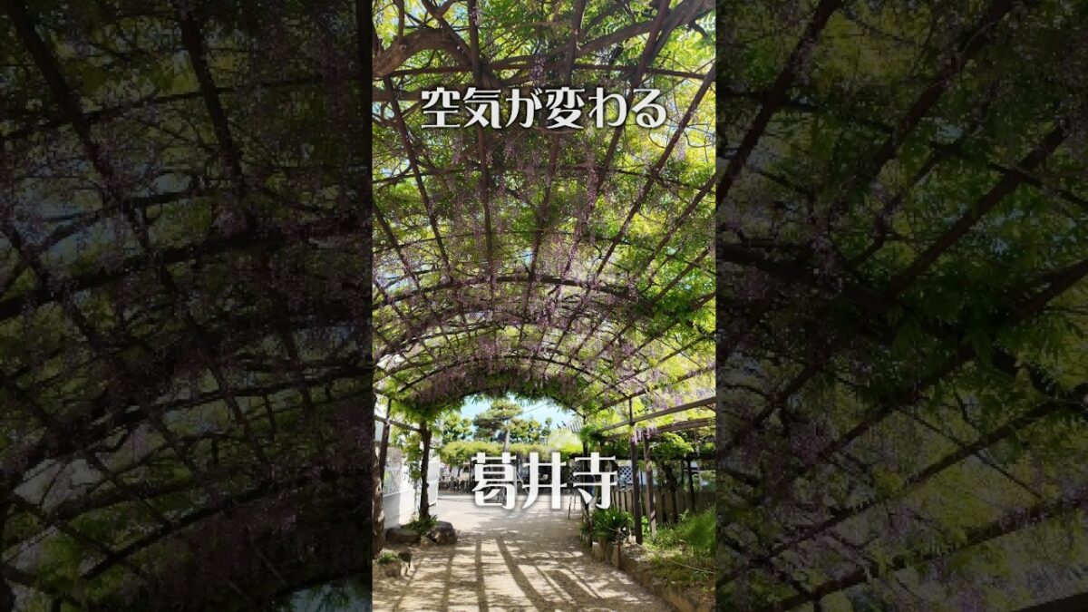 【空気が変わる】葛井寺（大阪・藤井寺市）｜藤に包まれる静寂の古刹
