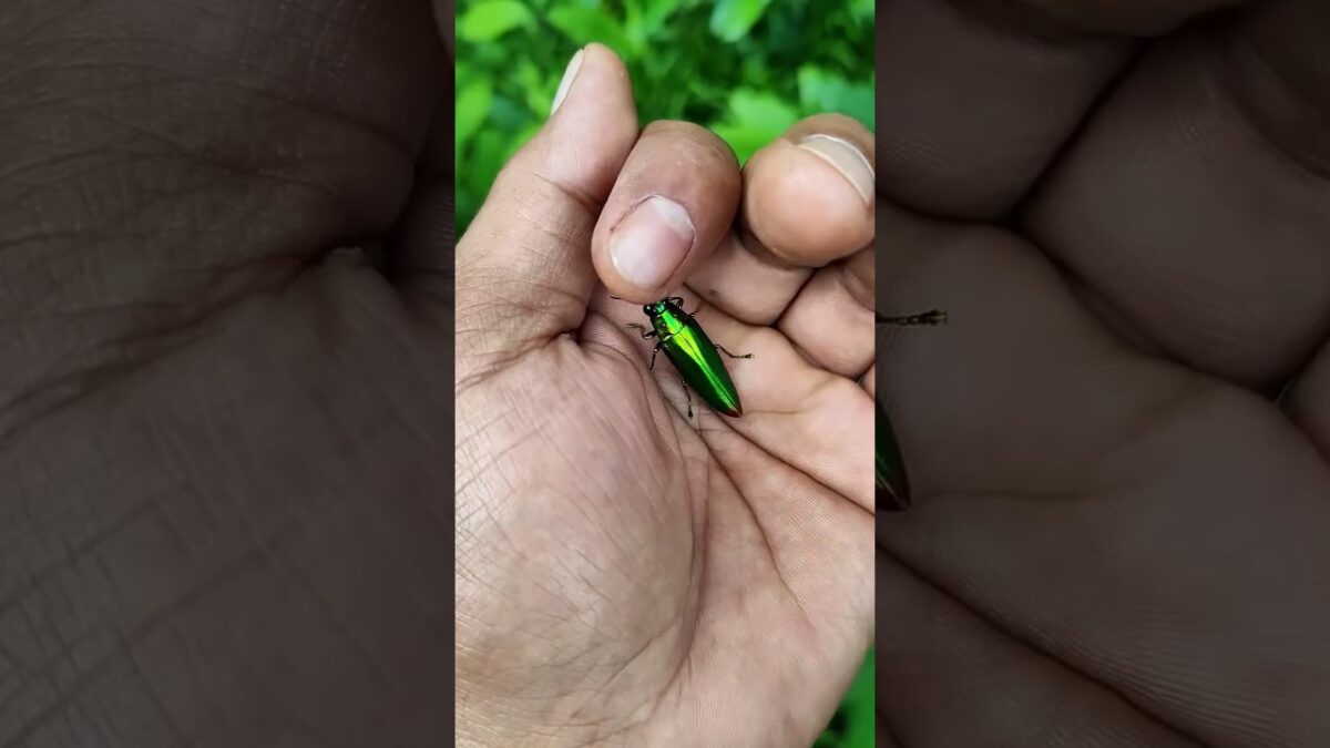 what’s in my hand👀🤯🌈🚀🤩#insect#viral#mostpopular
