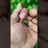 what’s in my hand👀🤯🌈🚀🤩#insect#viral#mostpopular