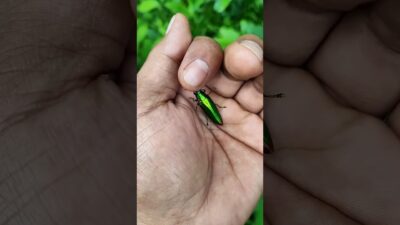 what’s in my hand👀🤯🌈🚀🤩#insect#viral#mostpopular