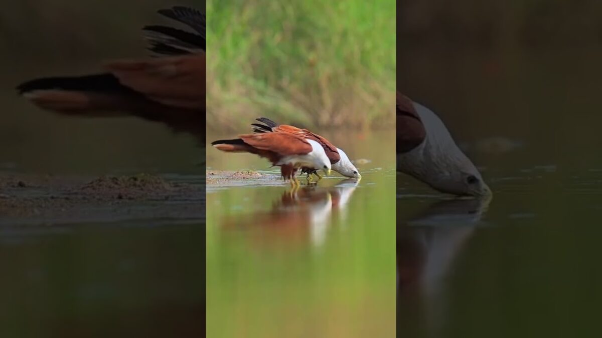 #wildlife #beautiful #amazing #birds #nature #asmr #asmrsounds #asmrvideo #easy #eag