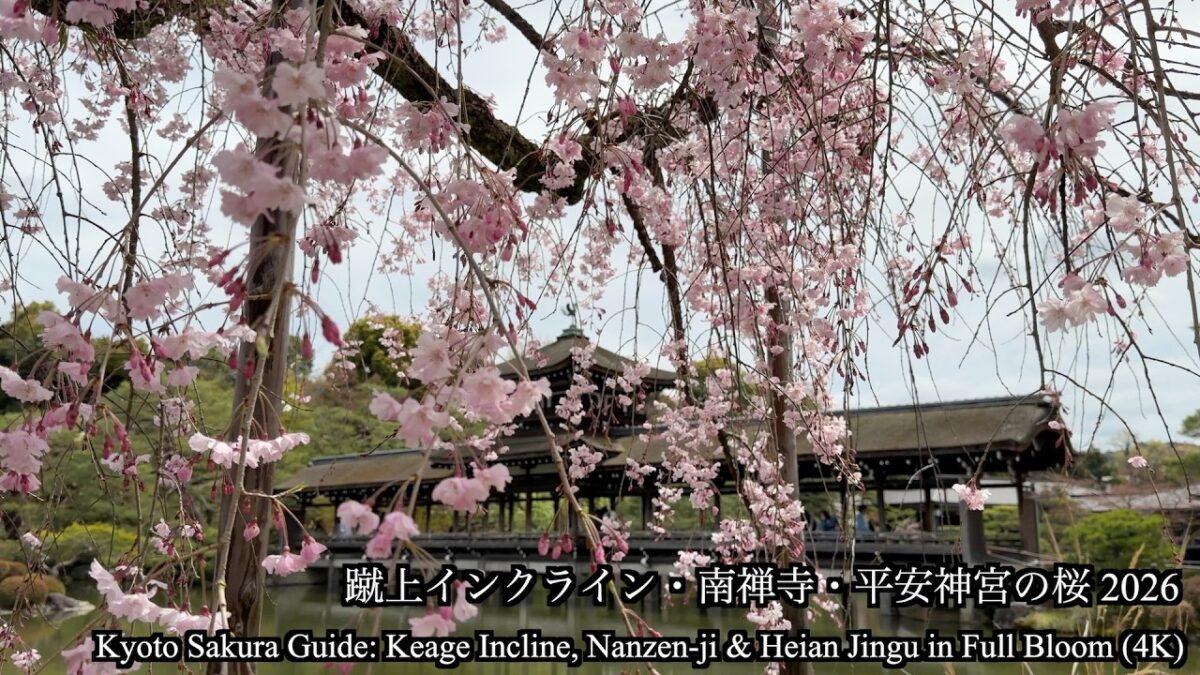【京都・桜 2026】蹴上インクライン〜南禅寺〜平安神宮。満開の東山を歩く
