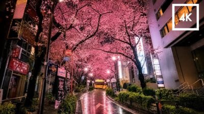 3AM Walk – Tokyo,Japan | Relaxing Walking Tour from the Meguro River to Shibuya | 4K HDR