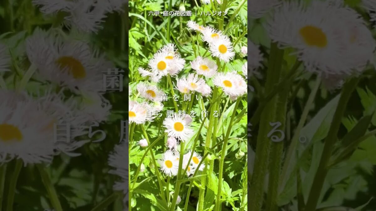 5月 庭の花図鑑（ハルジオン） #flowers #nature #asmr