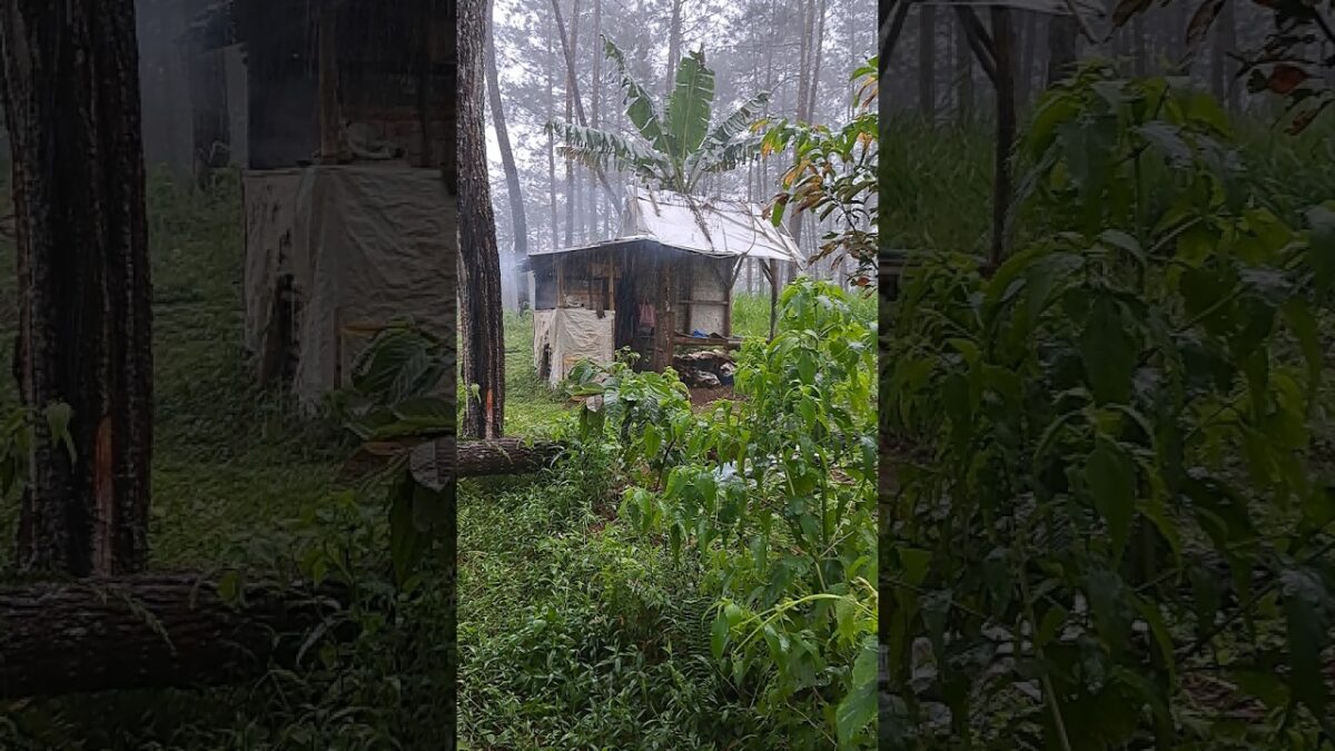 A Quiet Day in the Woods: No Talking, Just Nature ASMR #kangutub #nature #cabinbliss