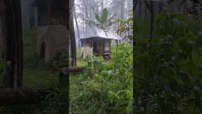 A Quiet Day in the Woods: No Talking, Just Nature ASMR #kangutub #nature #cabinbliss