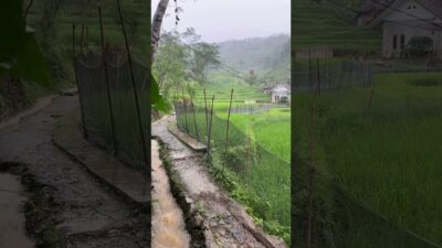 A rainy day in the village is pure therapy 🌧️🌿 #Shorts