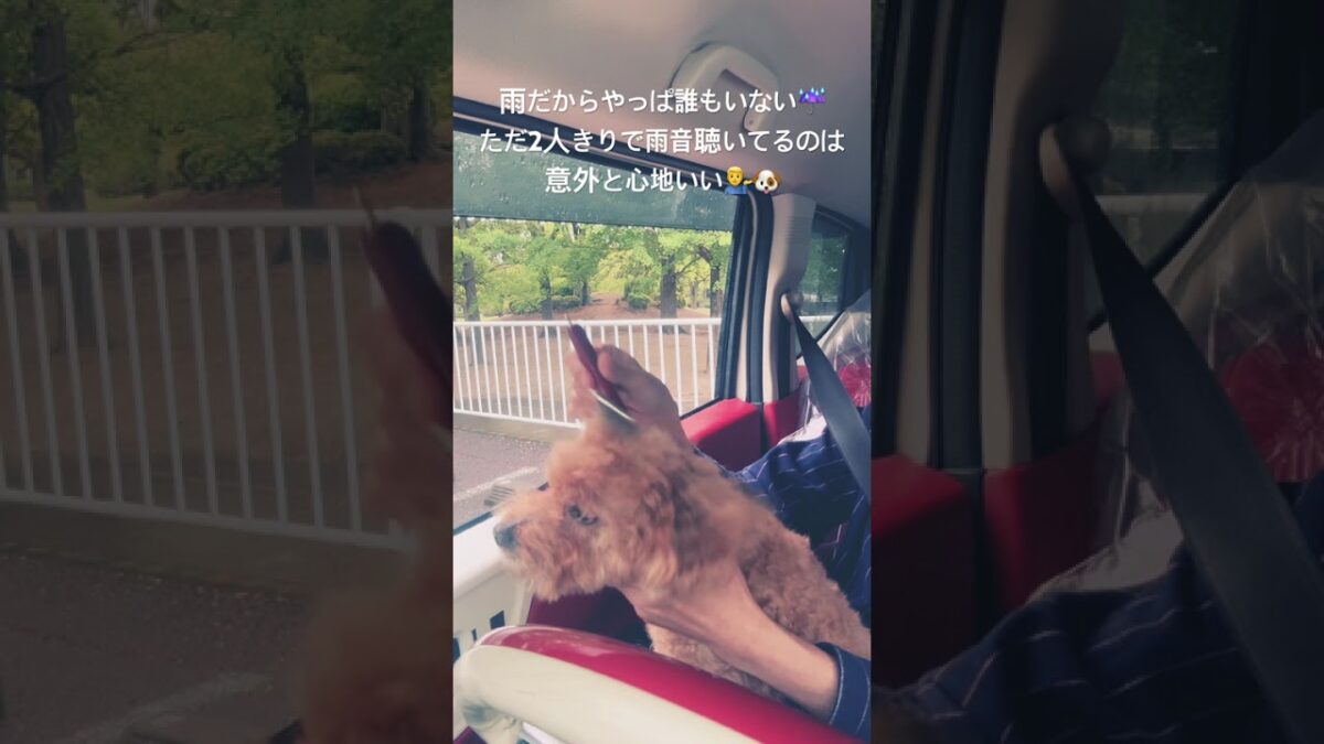 Alfie   #fujiikaze #犬のいる暮らし #お散歩 #トイプードル #雨音