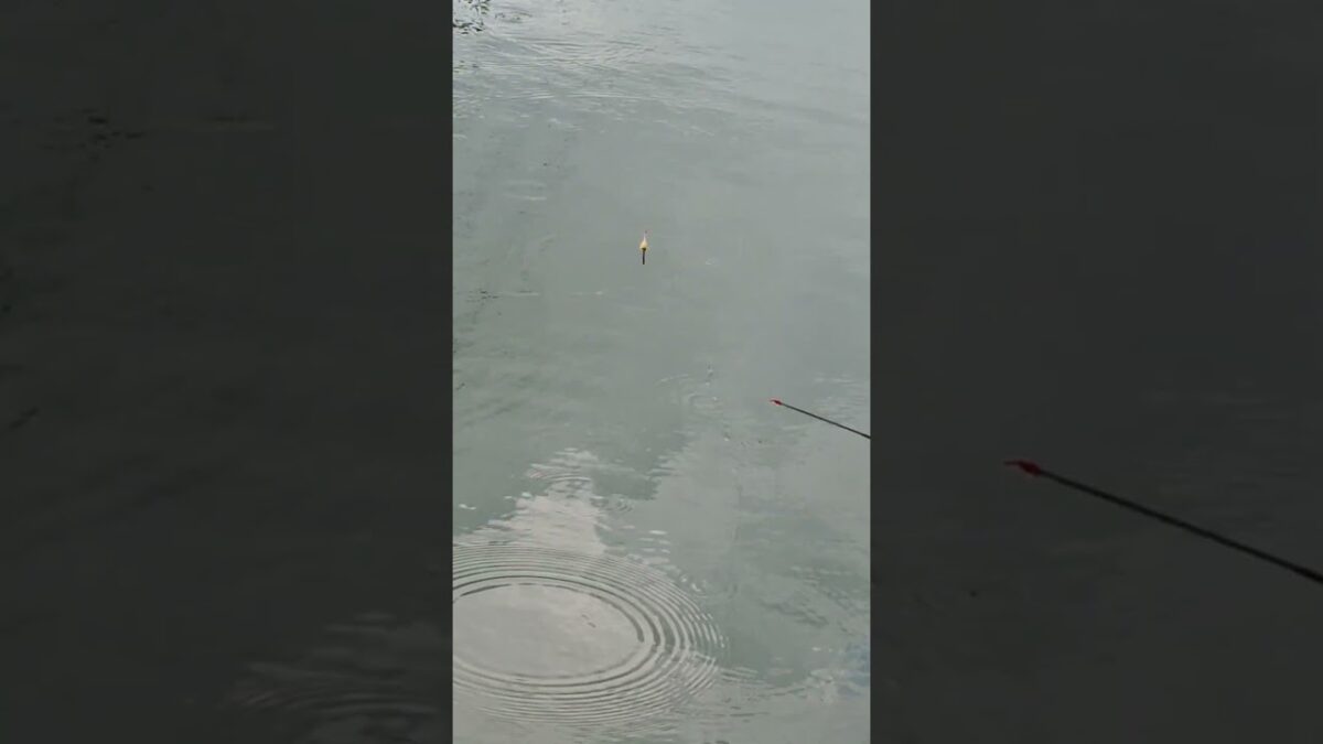 Ayo mancing kawan #fishing #mamcingliar #mancingmania #nature #asmr #angler #nature #riverfishing