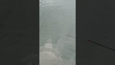 Ayo mancing kawan #fishing #mamcingliar #mancingmania #nature #asmr #angler #nature #riverfishing