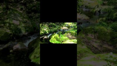 【睡眠用BGM】【1時間】深い眠りにつく森林浴｜美しい川の流れとせせらぎ音で脳を休める休息時間 #asmr #環境音 #森林浴#naturesounds