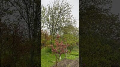 Cozy Rainy Day in the Village | Nature ASMR #shorts