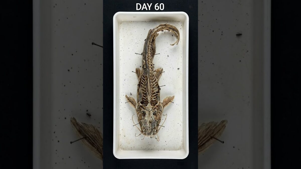 Forgotten River Mystery 🐟#Nature #ASMR #Science