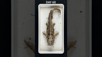 Forgotten River Mystery 🐟#Nature #ASMR #Science