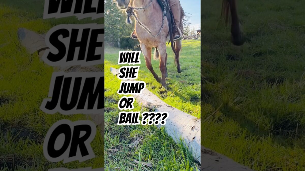 Horse jumping a log on soft muddy ground. #horses #trailride #horsebackriding #nature #shorts