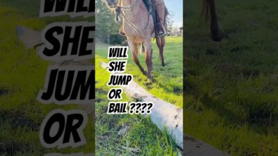 Horse jumping a log on soft muddy ground. #horses #trailride #horsebackriding #nature #shorts
