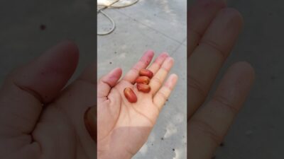 Indian fruit Khajur😋🍒 #fruit #khajur #dates #palm #india #nature #asmr #new #trending #food #shorts