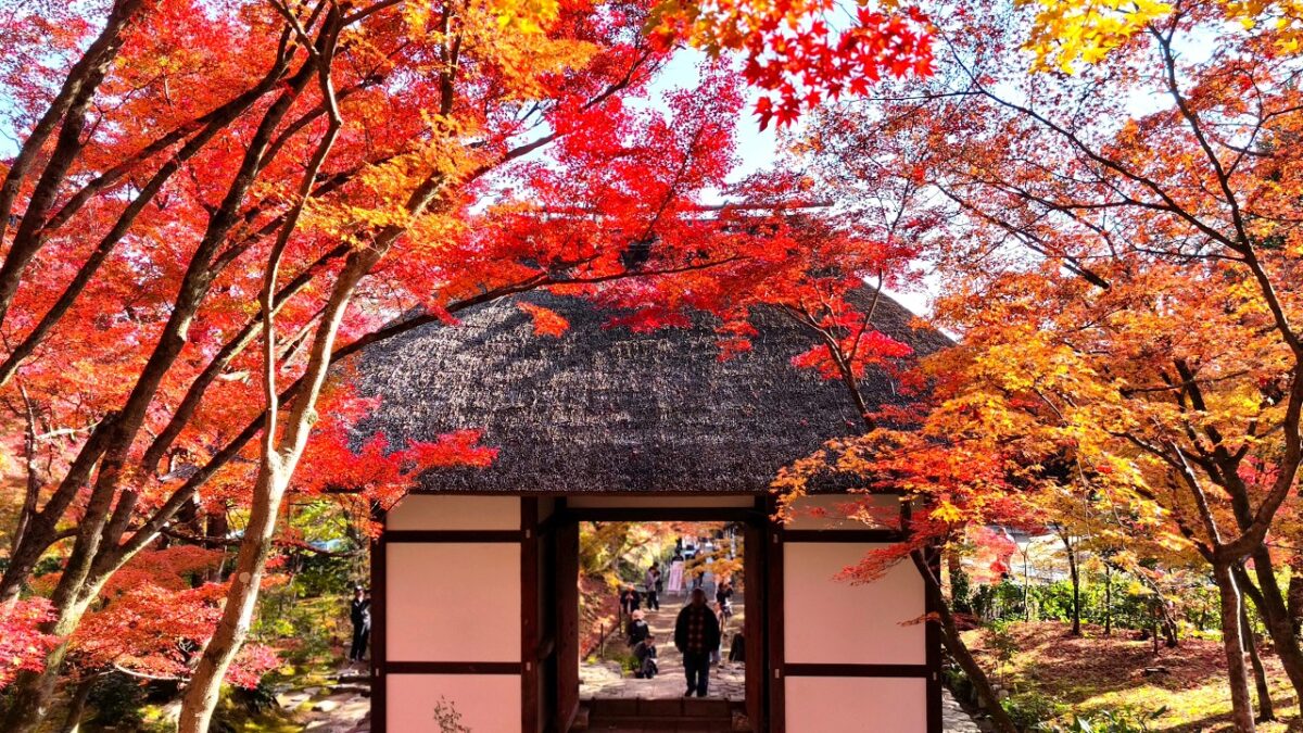 Kyoto Autumn Solitude ｜ 獨自漫步京都紅葉季：渡月橋、竹林小徑、常寂光寺、天龍寺 (No Talking ASMR, 4K)