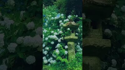 Kyoto’sKiyomizu-dera Temple ⛩️ |  Japan’s TimelessBeauty in 4K #japan#japanesetemple #kushidashrine