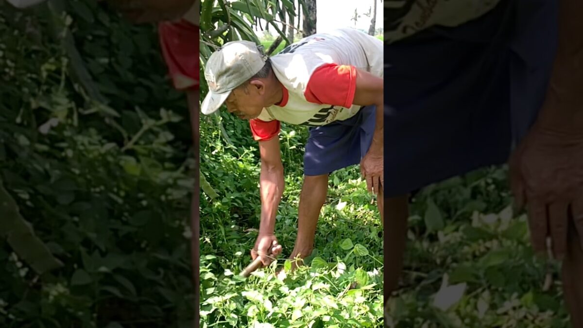 MERUMPUT CARI PAKAN TERNAK #pedesaan #nature #asmr #alam #kampung #petani #kampung