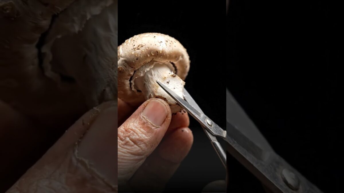 Macro Nature ASMR – Satisfying Tapping & Scratching Sounds #Shorts
